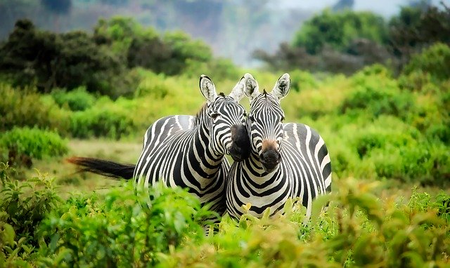volně žijící zebry