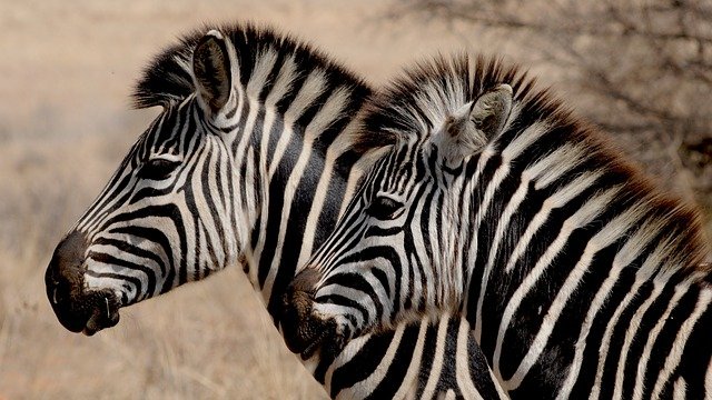 zebry v Africe