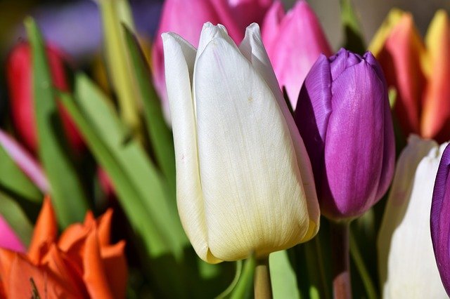 nerozkvetlý tulipán